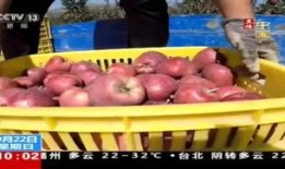 水果爆料新闻视频,揭秘热门水果新闻背后的真相